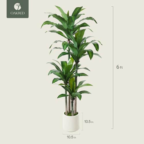 OAKRED Artificial Dracaena Tree 6ft, Tall Fake Dracaena Plants with White Planter, Faux Dragon Tree Indoor Floor Plant for Home Decor Office Living Room Porch Housewarming, 1Pcs