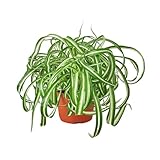 HOUSE PLANT SHOP | Spider Plant 'Bonnie' - 6" Pot | Live Indoor Plant | Easy to Care | Natural Décor Plant | Great Gifts| Free Care Guide
