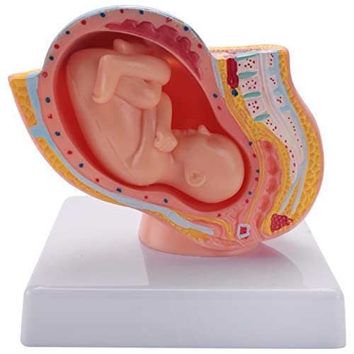 VENOAL Embarazo Humano Desarrollo Fetal 9º Mes Modelo PéLvico Embrionario Feto Embarazo AnatomíA Modelo de Placenta