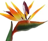 El paquete incluye: 1 x flor artificial Ave del paraíso