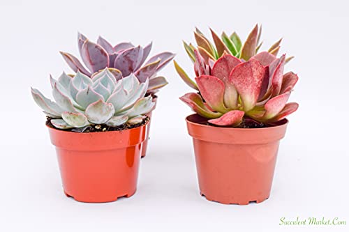 Live Echeveria Succulent Plants (4 Pack) – Assorted 4-Inch – Fully Rooted Echeveria Succulents – Live Rosette Succulent Set