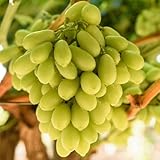 Vivai VALTELLINA