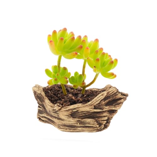 Comment sublimer vos succulentes avec un pot de fleurs en ciment léger et design - 8
