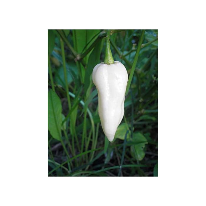 Buy Bhut Jolokia, White Ghost Chili Pepper, World
