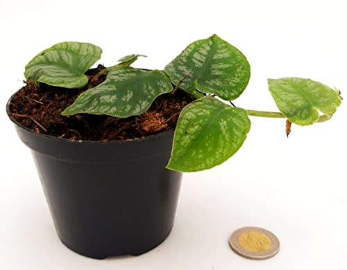 POWERS TO FLOWERS - PHILODENDRON, PHYLODENDRON, MONSTERA DUBIA, VASO 10 CM, pianta vera