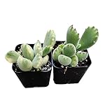 USKC Live Succulent Cactus Plants (Two 2' Pot Set) (Cotyledon Tomentosa Bear’s Paw ’Green+ Variegated’)