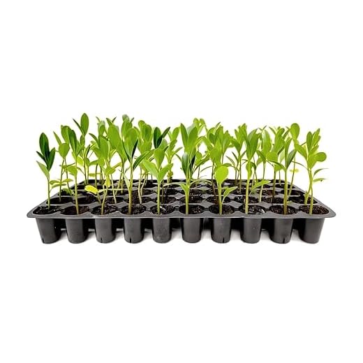 Sweet Bay Magnolia Tree for Gardens