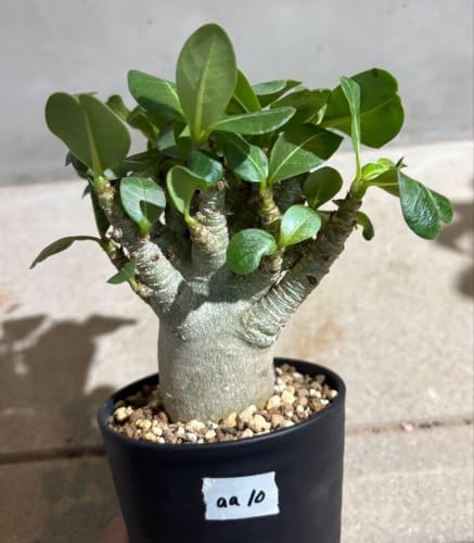 観葉植物 アデニウム アラビカム ドワーフ」の人気商品一覧 | 安い商品