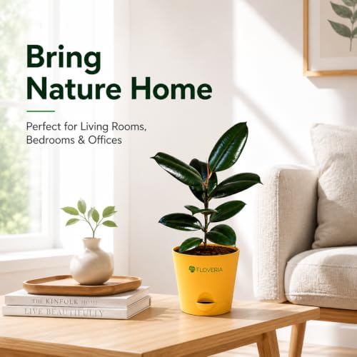 Image of Rubber Plant Indoor Live Plant with Pot | Natural Air Purifying House Plant | Low Maintenance Indoor Plant for Home & Office | Decorative Ficus Elastica Live Plant for Living Room