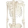 Anatomy Lab Rudiger Anatomie Miniature Skeleton Model, 25.5 Tall with Flexible Spine, Detachable Skull, Stand for Display and Discussion