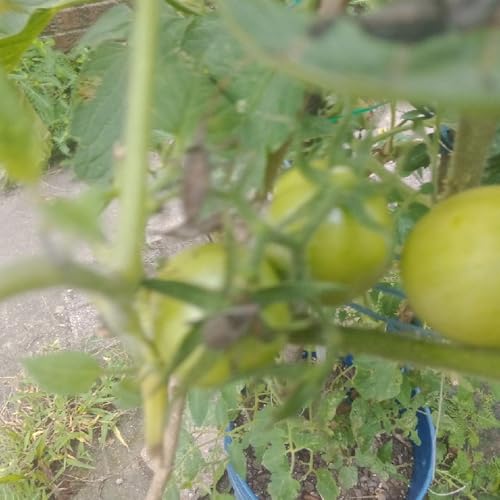 Strange Insects on My Tomato Plant -#BeeSparrowTalk #BuzzzTweetTalkRadio