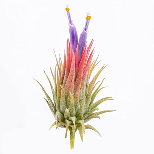 PLANDAIRE Tillandsia Ionantha Roja Planta del Aire Color Rojo Clavel del Aire Planta Aerea