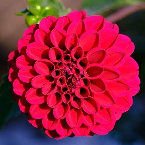 国華園 春植え球根 ダリア ポンポン 紫花 1球 22年春商品 Goldcoastskydive Com Au