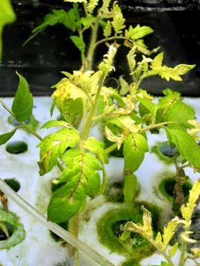 Miniatura 4 de TrueNute - Quelato de hierro al 6 por ciento FeEDDHA 16 onzas para acuaponía, hidroponía y todos los jardines, así como árboles y arbustos,