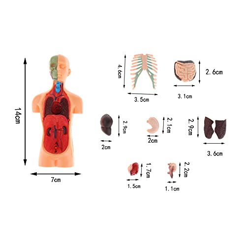 STZJBD Modello di Anatomia del Corpo del Torso