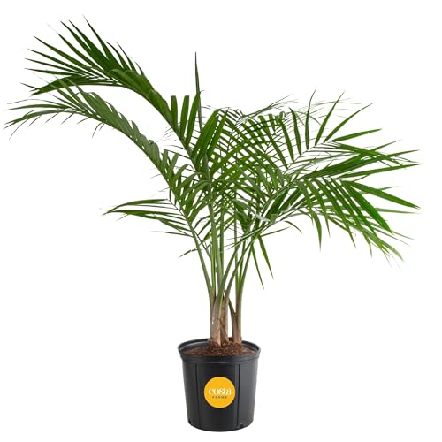3-4 Ft Tall Live Majesty Palm Houseplant