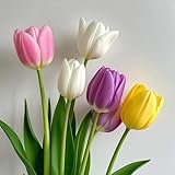 Rizoma y tubérculos de tulipán resistentes - Adaptables a suelos pobres y climas secos - Ideal para plantar-4Tubérculos-H