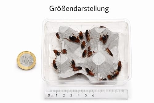 Feeders & more | 30 mittlere Schokoschaben lebend | Futterinsekten | nährstoffreich & aktiv | naturbelassen | für Reptilien, Amphibien & Spinnen