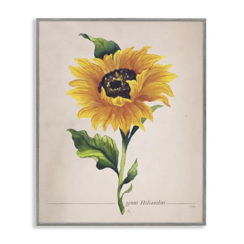 'Single Sunflower Blossom Genus Name Study Page'| Framed Giclee Art