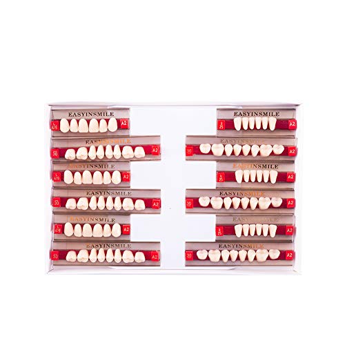 Image of Easyinsmile Dental Synthetic Resin Teeth A2 A3 False Upper Lower Teeth Replacement Dentures for Halloween (A2, Full Set 419+U25+30)