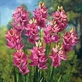 Nardos bulbos,nardos flores,planta de nardos,nardos planta,flor herbácea perenne,flores cortadas,Tesoros hortícolas,bulbos de nardos olorosos,Paisajismo,arreglos florales.-15bulbos-G