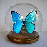 morpho menelaus alexandrovna ▶ Verwendet: Geschenke, Dekorationen, Dekorationen, Geburtstagsgeschenke, Sammlerstücke, Souvenirs, Einweihungsgeschenke