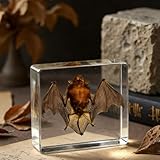 Bat Specimen,Resin Taxidermy Animal Specimens,Framed Bat Decoration for Educational Displays,Taxidermy Enthusiasts, Oddities Collectors,Science Education (2.9"×2.9"×1")
