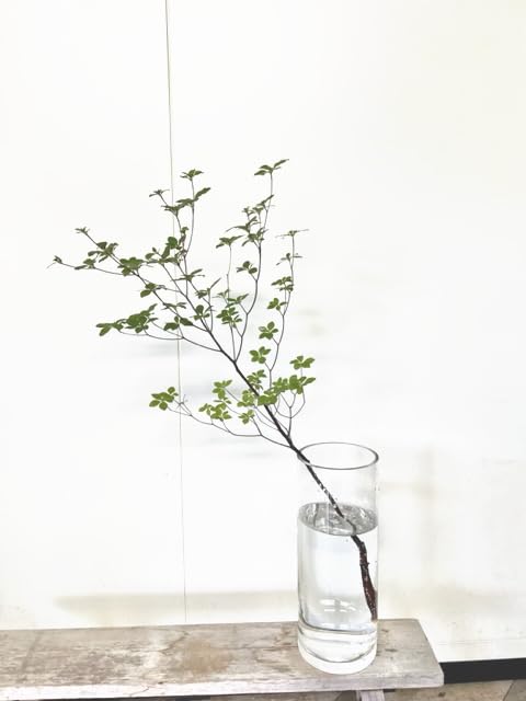 Amazon｜生花 切花 ドウダンツツジ（70～100cm丈） 1本 （同時購入