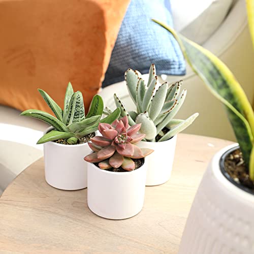 Plants for Pets Succulents (3 PK), Live Succulent Plants in White Pots, Mini Succulents Plants, Unique Gardening Gifts for Plant Lovers Plants for Pets Succulents (3 PK), Live Succulent Plants in White Pots, Mini Succulents Plants, Unique Gardening Gifts for Plant Lovers