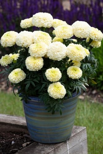 Image of Genda Phool African Marigold Live Plant | F1 Hybrid White Vanilla Marigold Flowering Plant with Pot | Gainda Phool Garden Plant for Home Balcony Outdoor Gardening