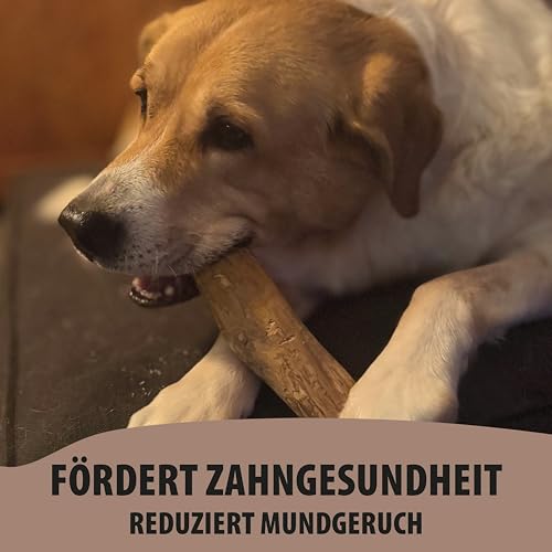Kaffeeholz Kaustab für Hunde – 100 % natürlich & nachhaltig | Fördert Zahngesundheit & reduziert Zahnstein | Splitterarmes, langlebiges Kauspielzeug für kleine, mittlere & große Hunde (L)