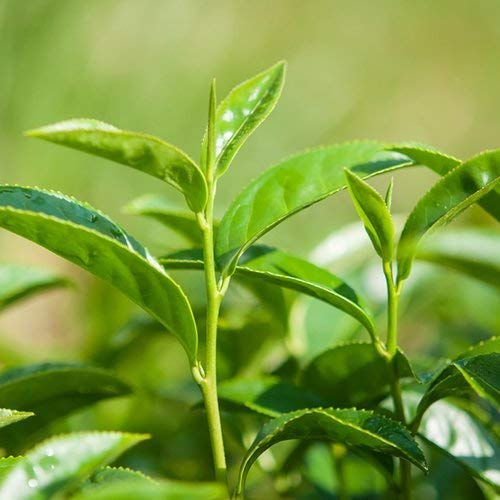Aceite Esencial Tea Tree Airomé 15 ml miniatura 3