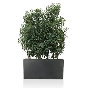 IDEALIST Large Plant Pots Outdoor Trough Planter 100 cm | Garden Planters with Drainage Holes | Dark Grey Concrete Effect Rectangle Plant Pot L100 W36 H51.5 cm, 137 litres
