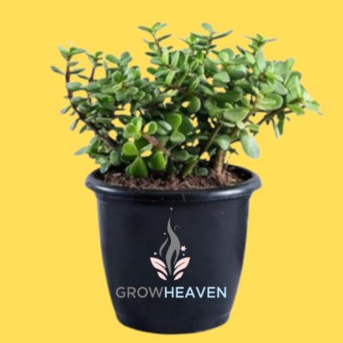 live plants (JADE PLANT)