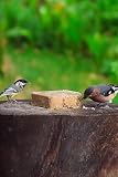 Energieblock Vogelfutter Wildvögel Ganzjährig – mit proteinreichen Insekten– Fettfutter für Wildvögel und Eichhörnchen, Fettblock mit Mehlwürmern – Wildvogelfutter, 6 x 300g