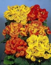 Calceolaria Dainty Mix 1,000 Seeds