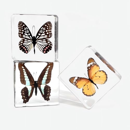 Image of Taxidermy Butterfly, Real Butterfly Specimens in Resin Preserved, Clear for Closer-Look & Study, Science Educational Classroom Specimen, Decor Ornament, Unique Amazing Gift (A, 3.0x3.0x0.8-inch)