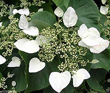 Japanese hydrangea vine SEEDS (schizophragma hydrangeoides) 'Moonlight' -Zone 5(100 Seeds)