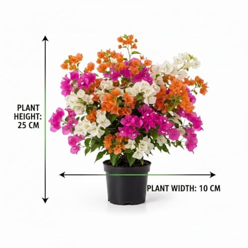 Image of Multicolor Bougainvillea Live Plant with Pot | Rare Grafted Bougainvillea Bonsai Syle Flower Plant | Colorful Outdoor Indoor Flowering Plant for Home Garden Balcony Terrace Decor | Pack of 1