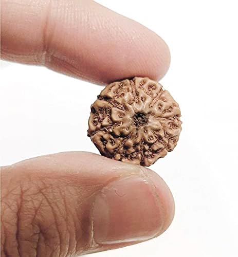 Image of Vado Certified 8 Mukhi Jawa Rudraksha with Authentic Lab Certificate Natural Indonesian Beads (8 Mukhi)