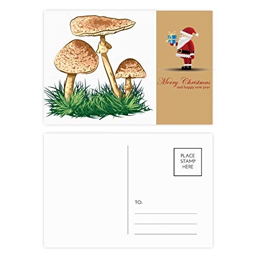 Cartes postales truffe verte : ne manquez plus jamais de support pour écrire