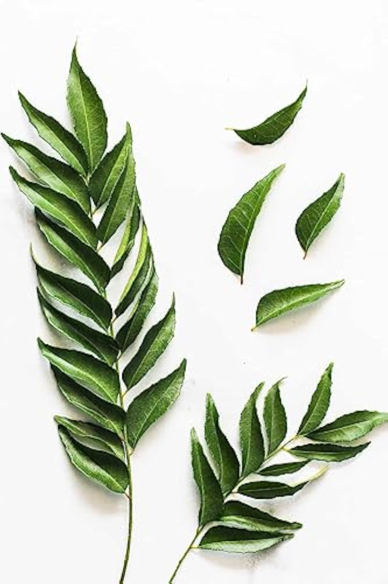 Homemade Curry Leaves Hair Oil for Growth & Greying