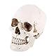 Shipenophy Hergestellt aus Harz 1: 1 Human Skull Replica Resin Model, lebensgroßer Schädel für medizinische Modelle mit Halloween-Dekor
