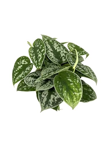 Pothos Silver Splash Air Purifying House Plant, 4' Pot