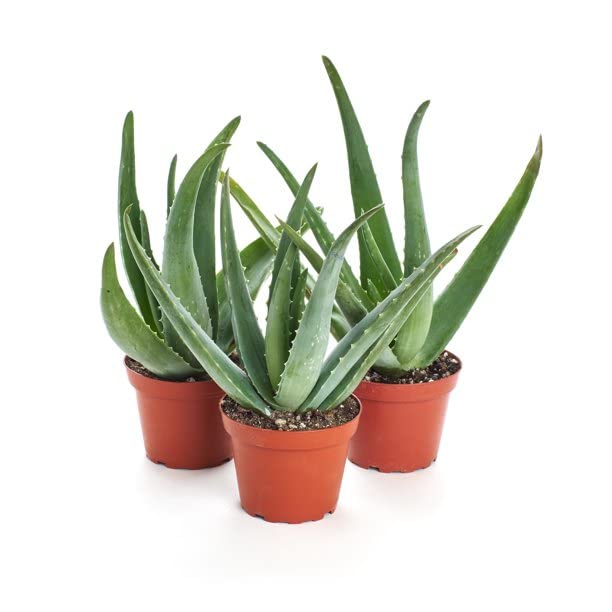 DECOALIVE Plantas de Aloe Vera | Pack 3 Unidades | Plantas Medicinales | Aloe Vera Natural
