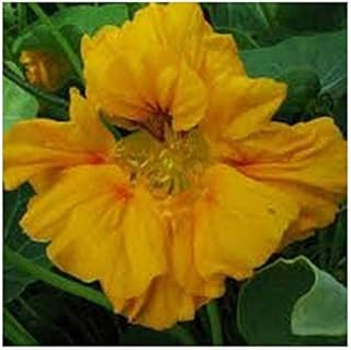 Nasturtium Tropaeolum majus nanum Golden King Low Seeds Flowers from Ukraine 1.5 Gram
