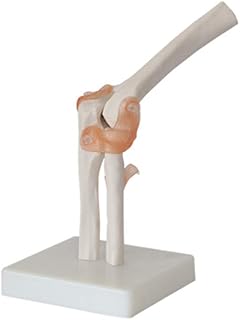 Educational Model Human Elbow Joint Skeleton Model, Medical Anatomical Body Elbow Joint with Ligament Model for Science Classroom Study Display Teaching Aid