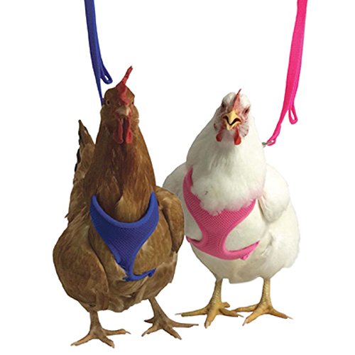 Valhoma Chicken Fair Walking Padded Harness Bantham Pullet Hen Rooster Duck (M, Pink)