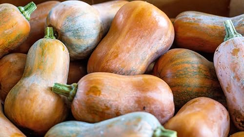 25 Organic HONEYNUT Squash aka Honey Butternut Squash Sweet Cucurbita Baby Buttercup Seeds