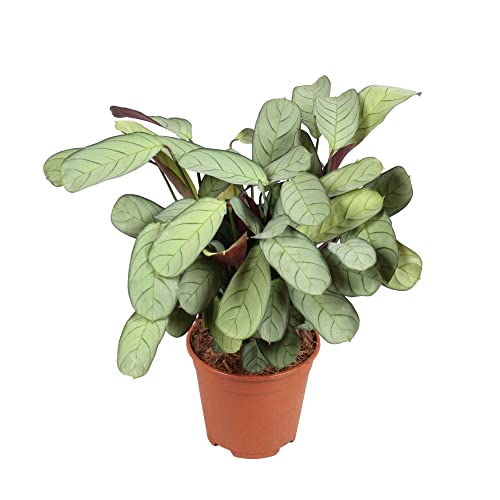 Plant In A Box - Ctenanthe Amagris - Foglie Colorate - Pianta D'Appartamento Verde - Vaso 14Cm - Altezza 25-35Cm
